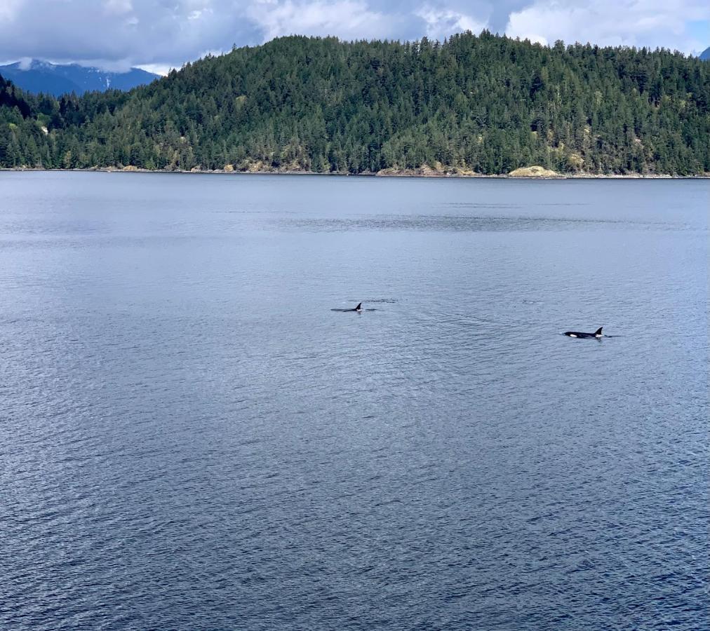 Earls Cove Orca View Bed & Breakfast Egmont Eksteriør bilde